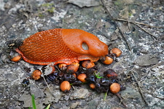 Große Rote Wegschnecke - Arion rufus - Large red slug