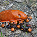 Große Rote Wegschnecke - Arion rufus - Large red slug