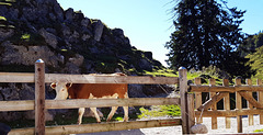 Zaun und Kuh