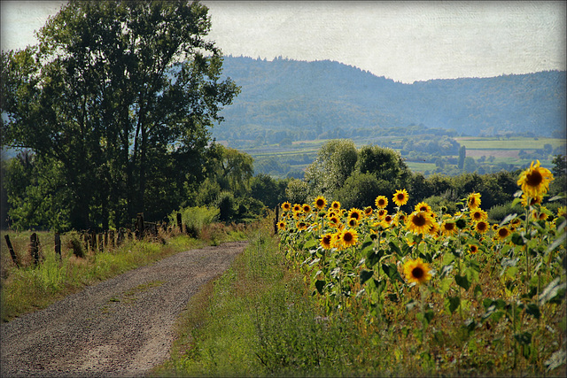 Sommertag im August Sommertag im August