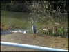 grey heron at Rewley Weir