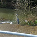grey heron at Rewley Weir