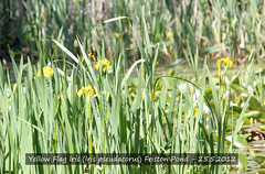 Yellow Flag Iris, Friston Pond, 25 5 2012