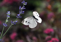 gdn butterfly lavender DSC 1991