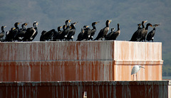 Jaipur- Cormorants (and an Egret) at Man Sagar Lake