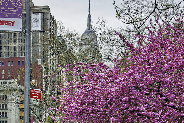 Cherry Blossoms – Madison Square Park, Broadway near 23rd Street, New York, New York