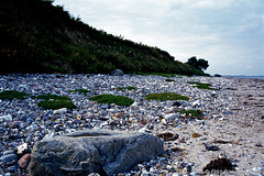 Südliche Steilküste bei Schönhagen, Fossilien-Quelle (1991)