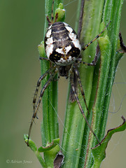 Metellina segmentata (Female)