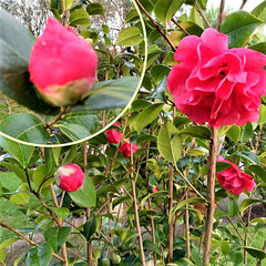 My garden camellias