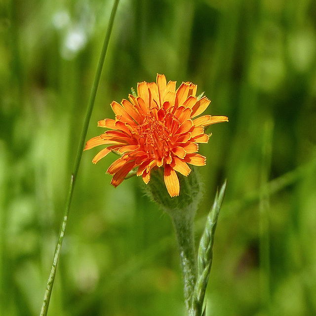 Orange False Dandelion / Agoseris aurantiaca