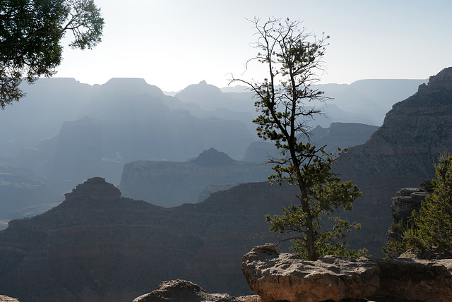 Grand Canyon, Tree...