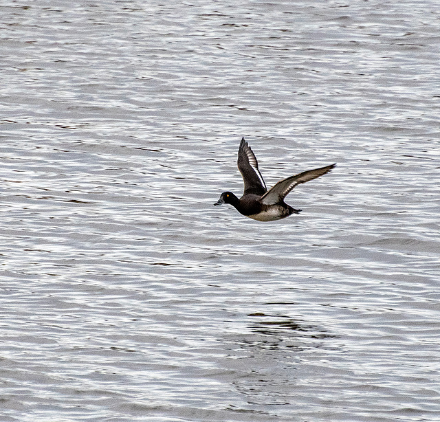 Shoveller duck in flight.j2pg