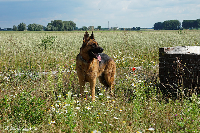 Pimmie poseert graag3 Pimmie poseert graag3