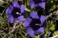 Gentiana acaulis, Gentianaceae, Alpes FR