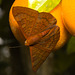 IMG 0188 Butterfly-1-5