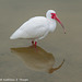 Ibis and Reflection