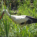 Stork in my backgarden