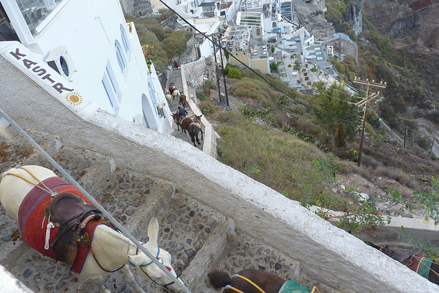 Las famosas mulas de Santorini