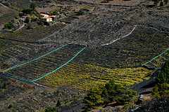 Weinanbau auf La Palma