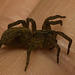 IMG 0181 Spider-2