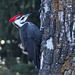 Handsome Pileated Woodpecker