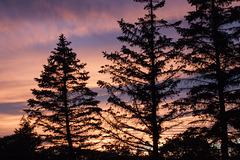 Pine trees and sunset, Hudson