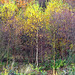 Young Silver Birch in Autumn, North Yorkshire