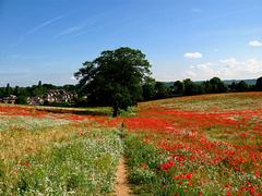 Poppy Field on footpath leading up from B4178 to A 4101
