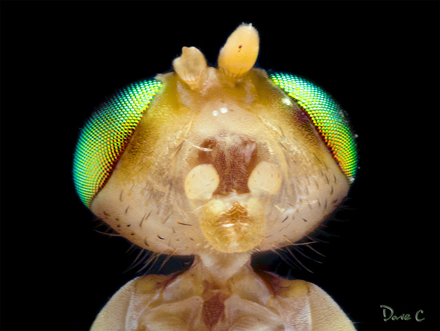 Fruit Fly Portrait