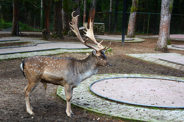 Albania, Llogara, The Spotted Deer