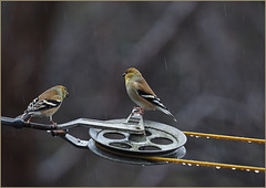 Two goldfinches in the rain