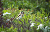 Der kleine Stieglitz (Carduelis carduelis) hat sich auf eine Hecke gesetzt :))  The little goldfinch (Carduelis carduelis) sat on a hedge :))  Le petit chardonneret (Carduelis carduelis) était assis sur une haie :))