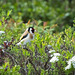 Der kleine Stieglitz (Carduelis carduelis) hat sich auf eine Hecke gesetzt :))  The little goldfinch (Carduelis carduelis) sat on a hedge :))  Le petit chardonneret (Carduelis carduelis) était assis sur une haie :))