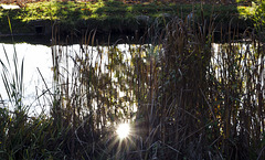 The sun among the reeds of the pond