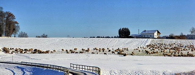 Winteridylle in Oberschwaben (PIP)