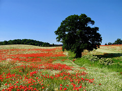 Poppy Field on footpath leading up from B4178 to A 4101