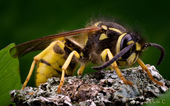 Wasp - Side View