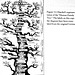Genealogical Tree of Humanity