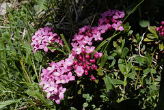 Daphne cneorum, Thymelaeaceae , Alpes FR