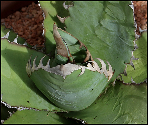 Agave titanota (6) Agave titanota (6)