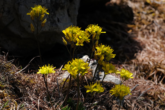 Draba aizoides, Brassicaceae, Alpes FR