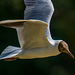 Gull in flight2
