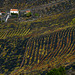 Weinanbau auf La Palma