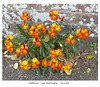 Orange wallflowers Kedale Road 18 4 2022