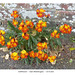 Orange wallflowers Kedale Road 18 4 2022