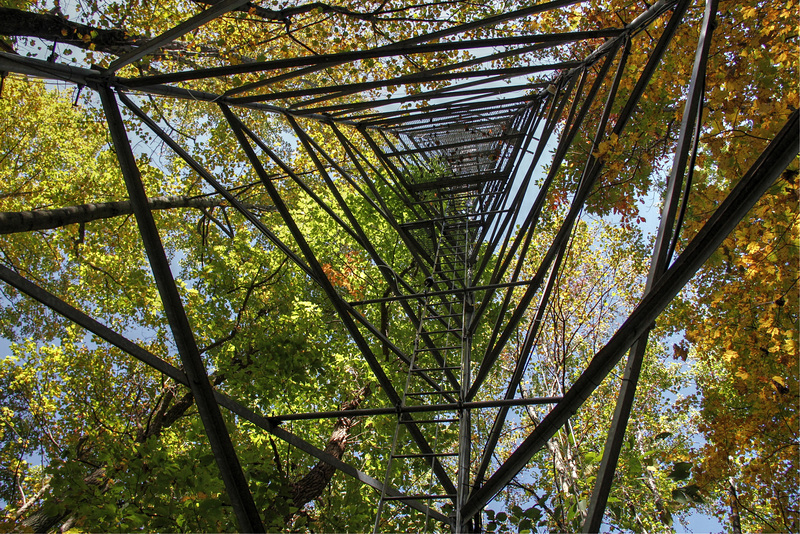 Forest Tower