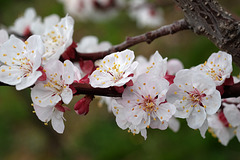 WESTHALTEN: Un Amandier en fleur ( Prunus dulcis ).
