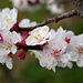 WESTHALTEN: Un Amandier en fleur ( Prunus dulcis ).