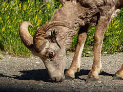 Bighorn Sheep, Waterton Lakes National Park