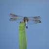 Common pondhawk dragonfly